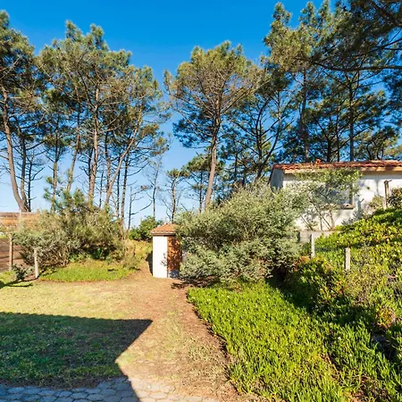 Chardons Bleus - 6p *