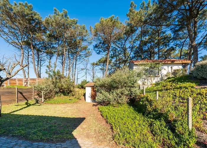 Chardons Bleus - 6p *